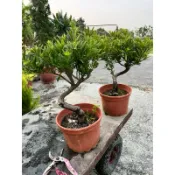 霏霏園藝 滿天星羅漢松 賺錢很輕鬆，有造型非常美麗喜歡可以帶回去一盆特價$1500元可以送禮 班公司都適合