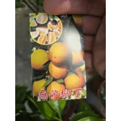 李家果苗 無籽柳丁 無子柳丁 4吋半盆 嫁接苗 高度60-70公分 特價220元