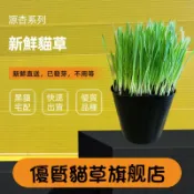 ✪四寶的店n✪新鮮貓草/貓草/小麥草,不撒農藥養植~已經發芽只要澆水即可