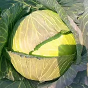 現貨 多款包菜（50粒）四季種植 綠甘藍種子高四季播種包心捲心包菜種籽 圓白菜牛心甘藍球型為扁球型,葉球半包被