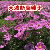 大波斯菊種子  當季新籽  發芽率高 花開爆盆 新手易種植易活  觀賞性強 陽台庭院盆栽 #超優惠