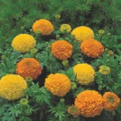 萬壽菊種子約550粒35元
