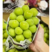 霏霏園藝（麝香葡萄🍇陽光玫瑰（高壓苗臺灣目前很多人種的起來。非常適合臺灣種了。又甜又脆非常甜