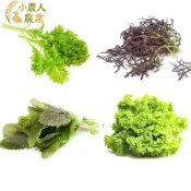 現貨隔日寄 山葵菜混合種子(芥末香辣味)~根葉兩用 60天收成株 芽菜種子 沙拉嫩葉 盆栽蔬菜種籽