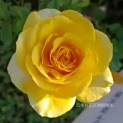 陽光海灘 庭院豐花 整體耐熱 花勢強 《四季有花玫瑰園》玫瑰苗 玫瑰盆栽 嫁接樹玫瑰 月季棒棒糖