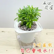 禾田花屋|羅漢松|3吋透明方盆|室內植物|免澆水|懶人盆栽|觀葉植物|室內植物|懶人盆栽|吸水盆