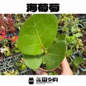 《花田多肉II》🌵【海葡萄】 3吋盆 觀葉植物/戶外植物/園藝/盆栽/綠化/居家植物/造景/陽台植物