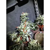 金標 臺灣製 客製化貼紙 純品系 大耳紅馬賽克 白金紅馬賽克大耳  貼紙 孔雀魚 貼紙