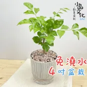 小品文化｜進財樹 4吋盆栽｜免澆水盆栽 辦公室盆栽 室內植物 桌上盆栽 懶人盆栽 自動吸水盆栽 質感植栽｜仿瓷盆