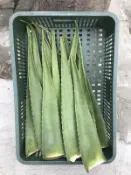 現貨-蘆薈（庫拉索蘆薈-可食用、敷臉的美國品種蘆薈）小、中、大株均有，植株裸根及葉片用防水袋透氣袋及防撞套包覆寄送
