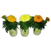 【蔬菜工坊】iPlant易開罐花卉-萬壽菊(小雛菊)