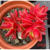 多肉植物-赤鬼城（穴盤苗顯色不附花牌）-慈碩農場嚴選平地渡夏品種