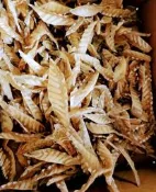 鯊魚軟骨（50克） 鯊魚翅 魚翅 魚骨 魚鰾 日本干貝 高湯