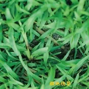 【隔日到貨】 類地毯草【草種子】 愛芬地毯草種子 多年生草籽 1公斤/包 粉衣種子