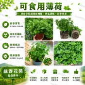 台灣現貨🌷【可食用薄荷盆栽】🌷 可食用驅蚊香草植物 薄荷 貓薄荷開花香料四季常青開花盆栽 驅蚊蟲盆栽植物 基地直發