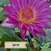 (小木屋園藝)水生植物-九品香水蓮(邁阿密)~幼株~