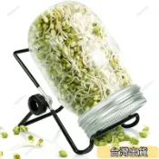 桃園出貨✔家用寬口梅森瓶髮芽罐苜蓿芽苗西蘭花種水培有機苗芽菜髮芽神器 DYD1