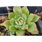 多肉【023405寶蓮灯(大) 】現剪~紅邊~超美款~適合組盆~乎你紅莊園