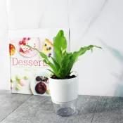 山蘇盆栽｜蕨類植物｜室內植物 | 野菜植物｜附肥料｜過濾空氣｜