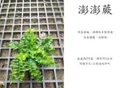 心栽花坊-澎澎蕨/3吋/綠化植物/室內植物/觀葉植物/蕨類/售價50特價40