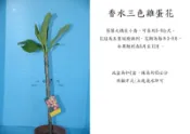 心栽花坊-三色香水雞蛋花/超取過高會裁切/觀花植物/香花植物/綠化植物/特價140