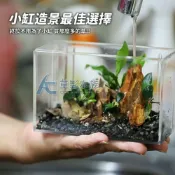 (店+)袖珍小榕散裝 (AC草影)