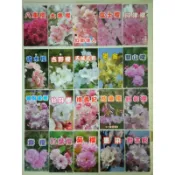 【頂上花藝】各式櫻花苗  （可聊）/富士櫻/鬱金/大漁櫻/楊貴妃/紅葉櫻/八重櫻/垂枝櫻/大島櫻/ 隨當時品種出貨🚚