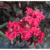 東大興農場 紫色紫薇 紫薇粉色 紅葉紅花紫薇 觀花植物
