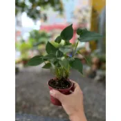 小園丁-火鶴花 3寸小盆/目前無花