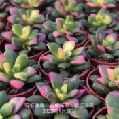 沅鈺農場   多肉植物   一吋盆/櫻吹雪