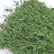 百慕達 提摩西一割 二割 苜蓿 甜燕麥 燕麥草 甜小麥 草高纖磨牙兔子龍貓豚鼠通用營養均衡適口性好小寵超愛啃