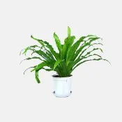 【品屋】0.15加侖青山加侖花盆 10入一組(青山盆 青山控根盆 多肉植物花盆 花盆 小花盆 控根 加侖盆)