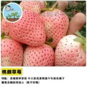 桃顏草莓種子（又名桃園草莓）可食用草莓種籽 陽台盆栽水果 自種現採 四季可播 香甜品種 家庭園藝  DIY療癒 開花結果
