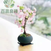 櫻花種子 八重櫻 吉野櫻 富士櫻 台灣櫻花 山櫻花 觀賞花樹 庭園造景 陽台盆栽 春季花卉 樹苗種子 日式庭院 景觀植物
