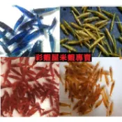 【彩蝦屋】米蝦/觀賞蝦  極火 玫瑰 香吉士 黃金米 雪球 藍絲絨 琉璃專用造景貼紙
