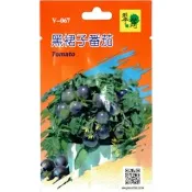 【翠筠用品】蔬菜種子G組-芝麻菜/黑裙子番茄/皇宮菜
