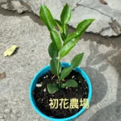 初花農場3店｜馬蜂橙｜泰國檸檬｜5寸盆｜香草植物｜葉片可做料理提升香味｜～定價180特價130