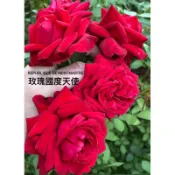 （盆栽請聊聊）Republique de Montmartre玫瑰天國度天使 紅花大藤本 植株苗 3.5吋盆5吋盆