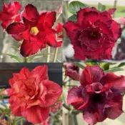 【沙漠玫瑰種子】高發芽率 耐旱植物 珍稀重瓣品系 多肉植物