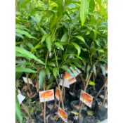 台蜜一號芒果約80cm