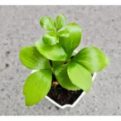 玫森 墨西哥幸運鐵樹 3吋盆 觀葉植物 吉祥植物