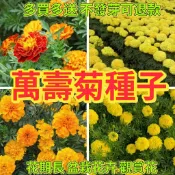 綠色家園|💯現貨現發 正品保證 🔥萬壽菊種子🍓萬壽菊種子孔雀菊 西番菊 紅黃草 芙蓉草 孔雀草 四季種植 花卉種子