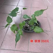 菩提樹 
