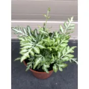 銀脈 鳯尾蕨｜3吋盆～空氣淨化蕨類植物⋯