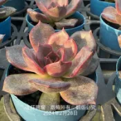 沅鈺農場   多肉植物   粉黑皇后