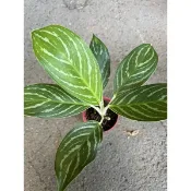 白馬粗肋草（3寸盆）