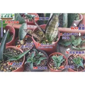 特殊虎尾蘭:威力 姬佛手 寶扇錦 銀虎 武士 黑鬼 姬鮑魚 雪紋 銀后錦 月光綠鬼 貝殼 棒葉 石筆 白火焰 香蕉 鳥嘴