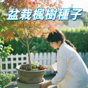 台灣現貨【盆栽楓樹種子】台灣青楓種子 紅葉觀賞植物 陽台庭院園藝 DIY種植 易發芽 種子盆栽 室內外皆宜 新手易種植