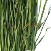 綜合五種牧草 提摩西 甜燕麥 苜蓿 甜小麥 百慕達草 自然日曬 香氣濃郁 兔子 龍貓 天竺鼠日常主食首選