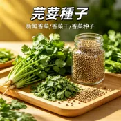 濃香菜種子 快速出貨 四季可播 盆栽蔬菜 大葉芫荽 紫蘇羅勒 九層塔蔥薄荷洋蔥 調味驅蚊 香料種子 易發芽 家庭園藝